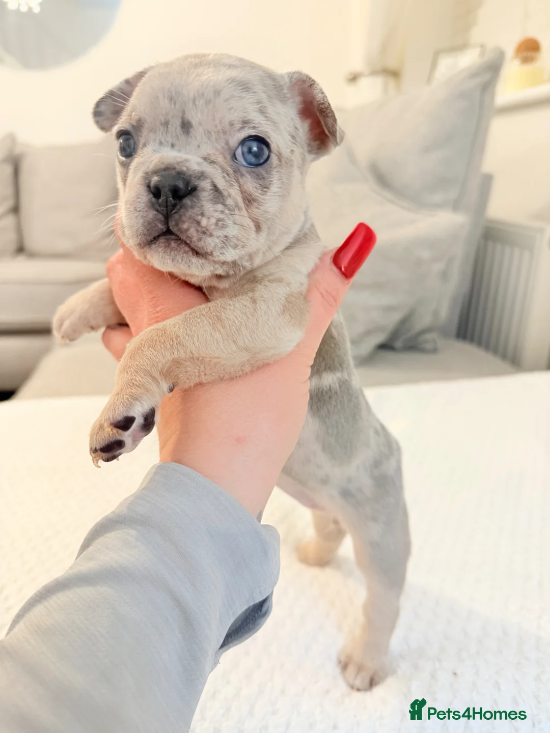 French Bulldog dogs for sale: 7 stunning French bulldogs  - Advert 1