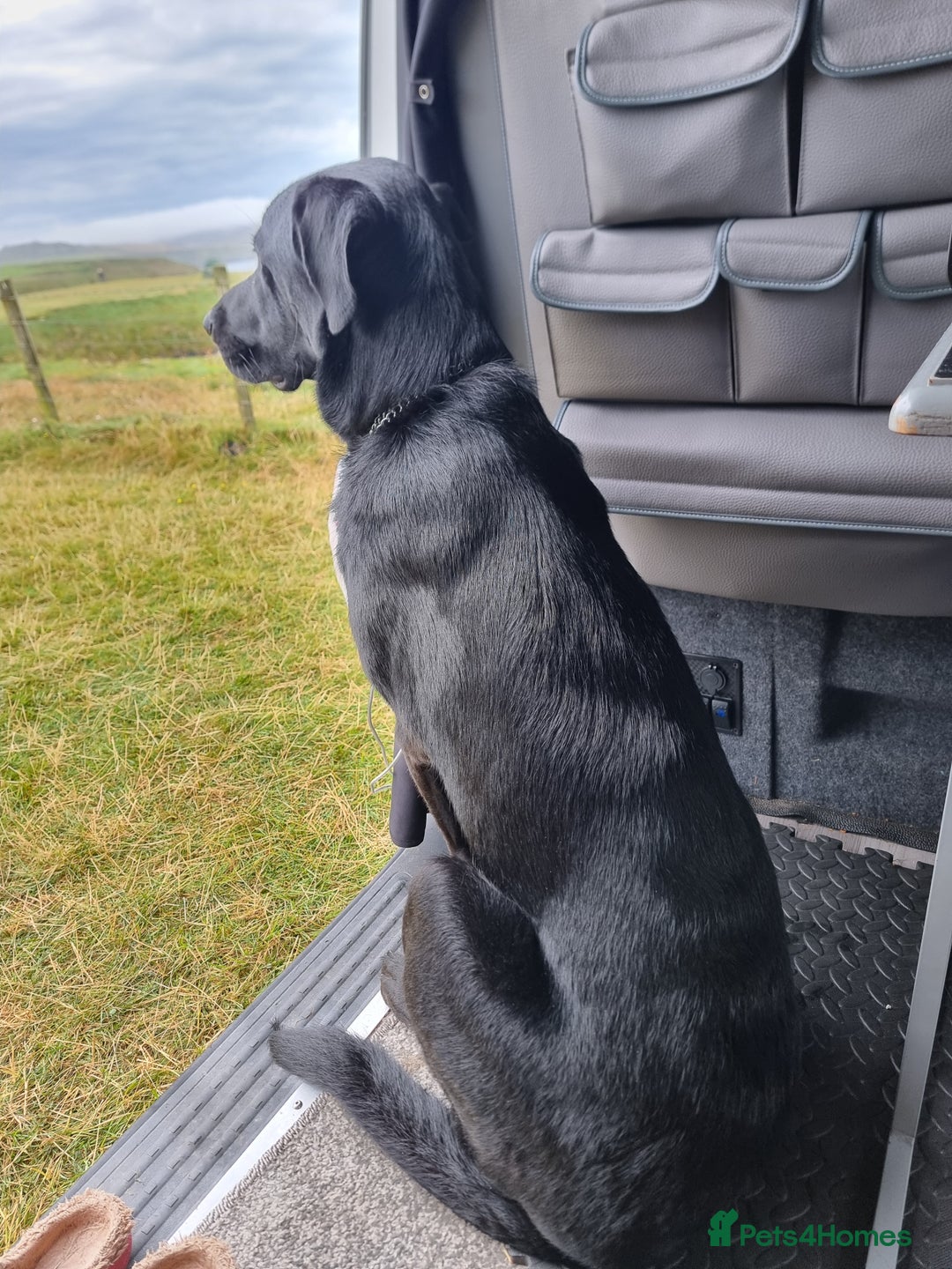 Mixed Breed dogs for sale: Diesel (Sheprador) - Advert 2