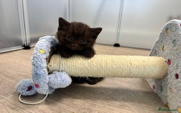 British Shorthair cats for sale: 🏆 pedigree British shorthair🏆 - Image 3
