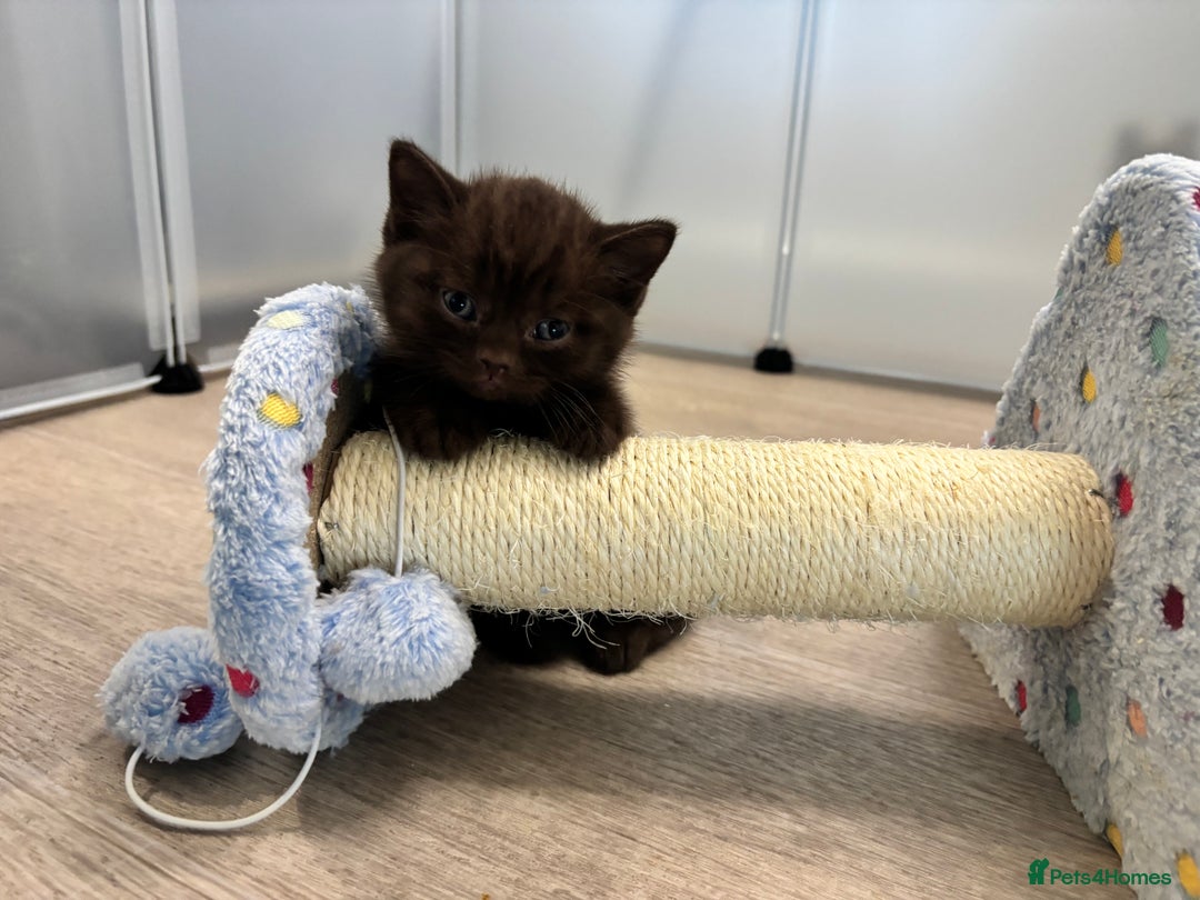 British Shorthair cats for sale: 🏆 pedigree British shorthair🏆 - Image 3