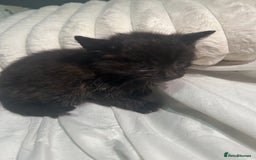 Mixed Breed cats for sale: Mixed breed kitten - Image 1