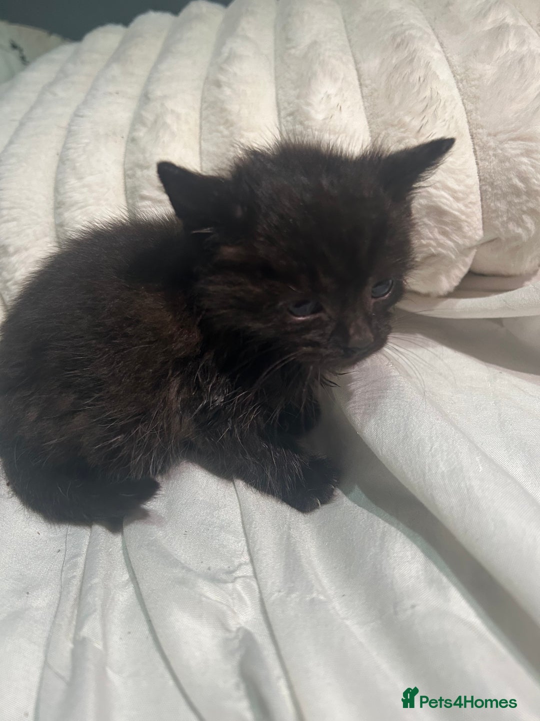 Mixed Breed cats for sale: Mixed breed kitten - Image 1