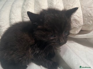 Mixed Breed cats - Advert 15