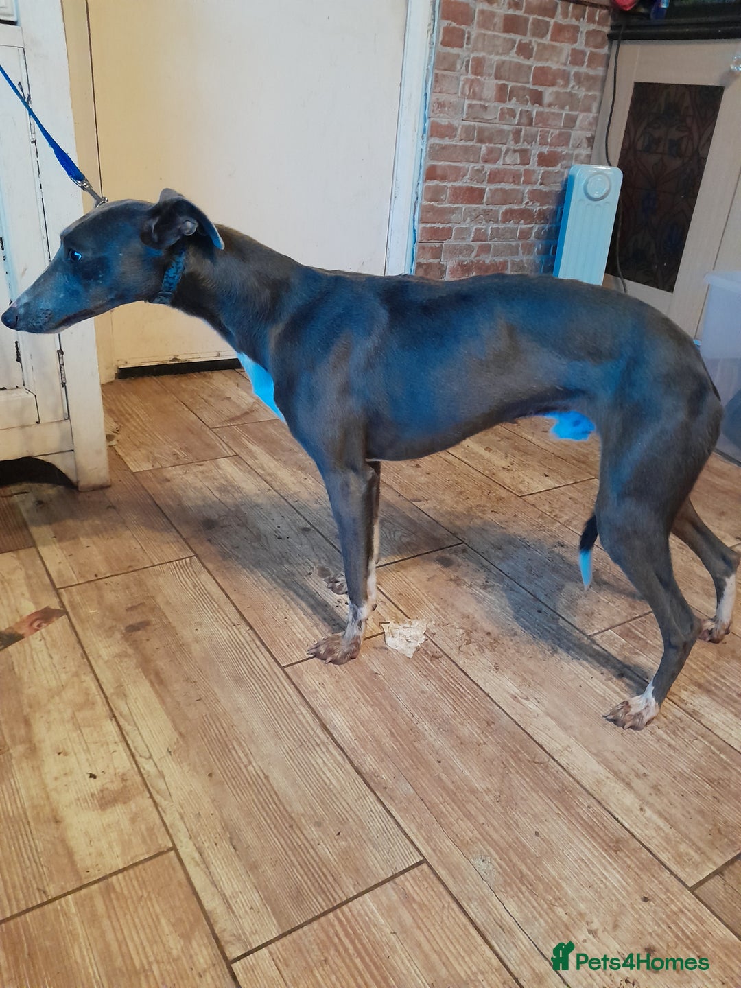 Whippet dogs for sale: KC Whippet puppies - Advert 6