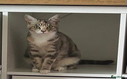 Maine Coon cats for sale: Beautiful 3/4 Maine coon cross kitten  - Image 4