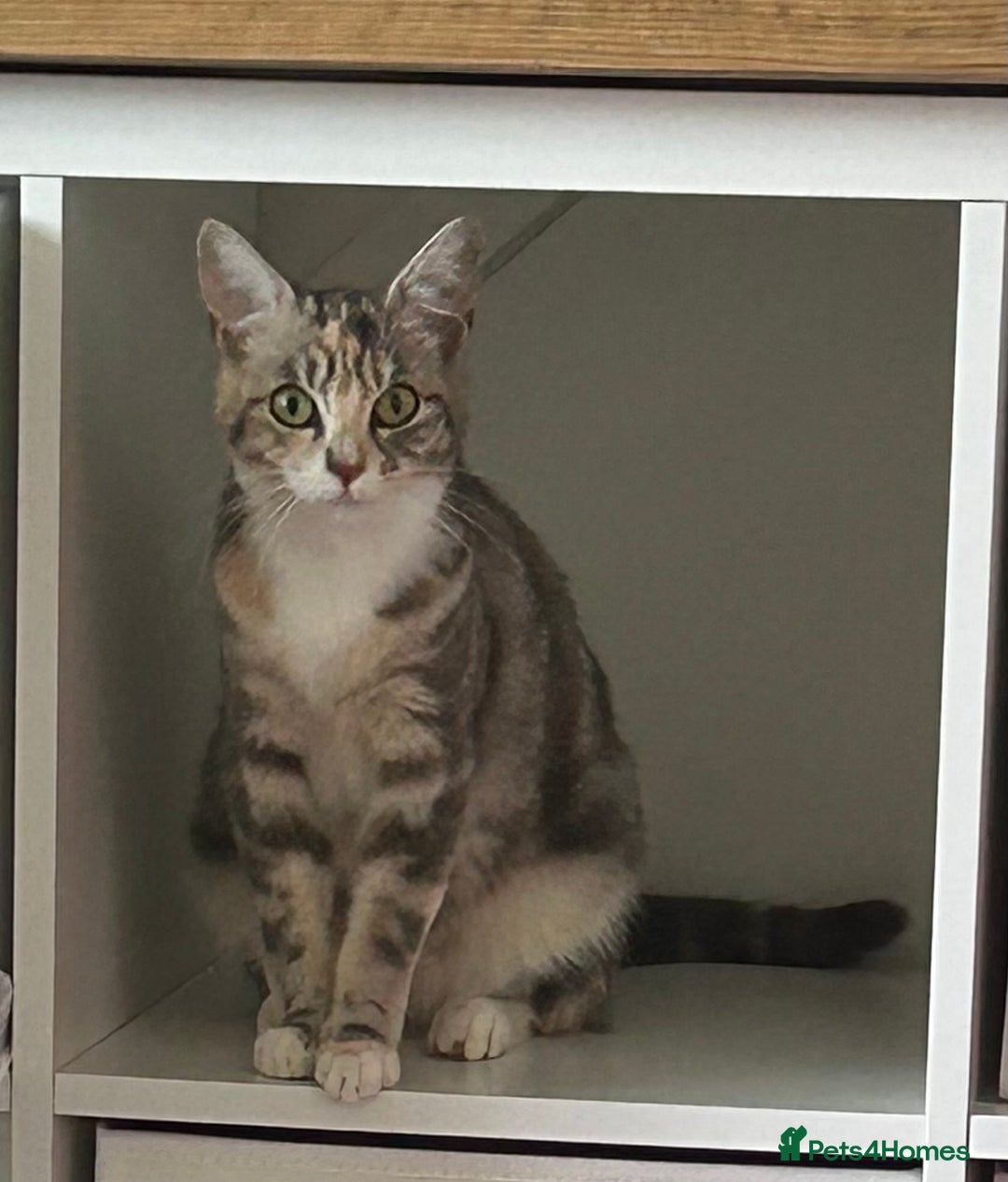 Maine Coon cats for sale: Beautiful 3/4 Maine coon cross kitten  - Image 4