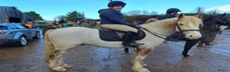 Other Breed horses for sale: 15Hh Red Blagdon Gelding Cob | 7 years old - Advert 14