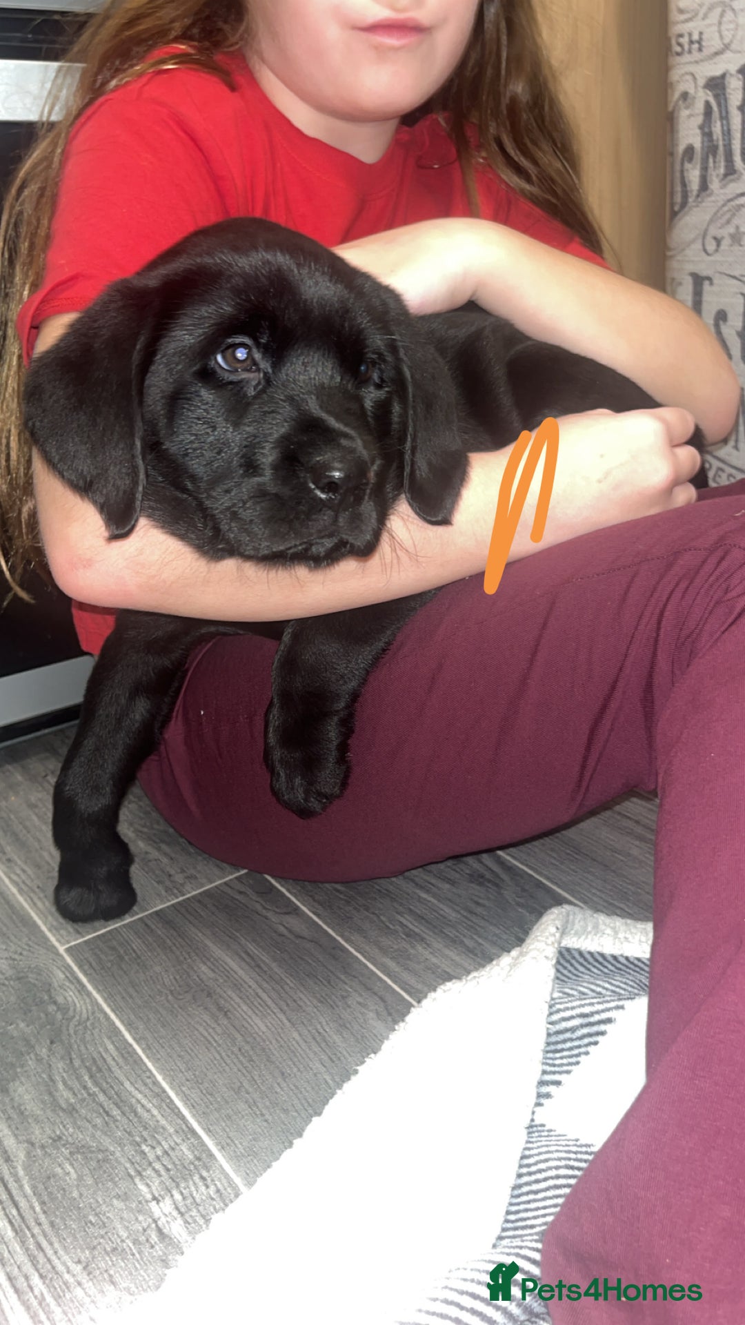 Labrador Retriever dogs for sale: READY NOW.Beautiful black KC registered Labradors  - Advert 25