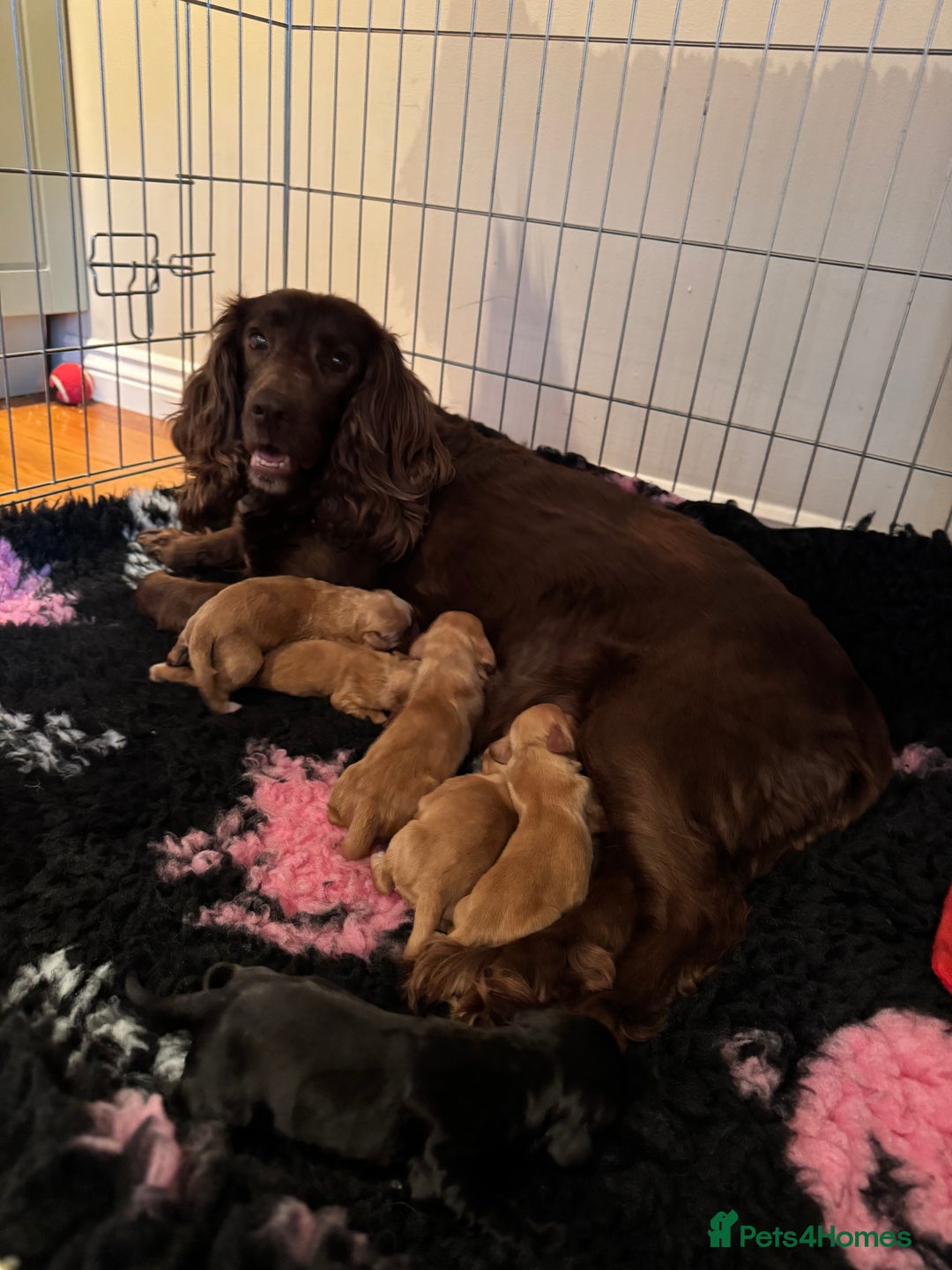 Cocker Spaniel dogs for sale: 3 Red girls looking for home  - Image 10
