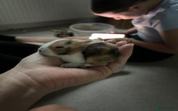 Tri Coloured Dutch rabbits for sale: Tricoloured Dutch Rabbits - Image 3