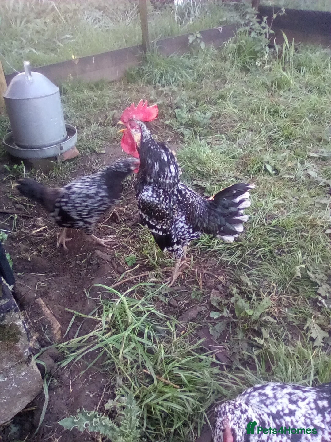 Chickens poultry for sale: Ancona bantams for sale - Advert 1