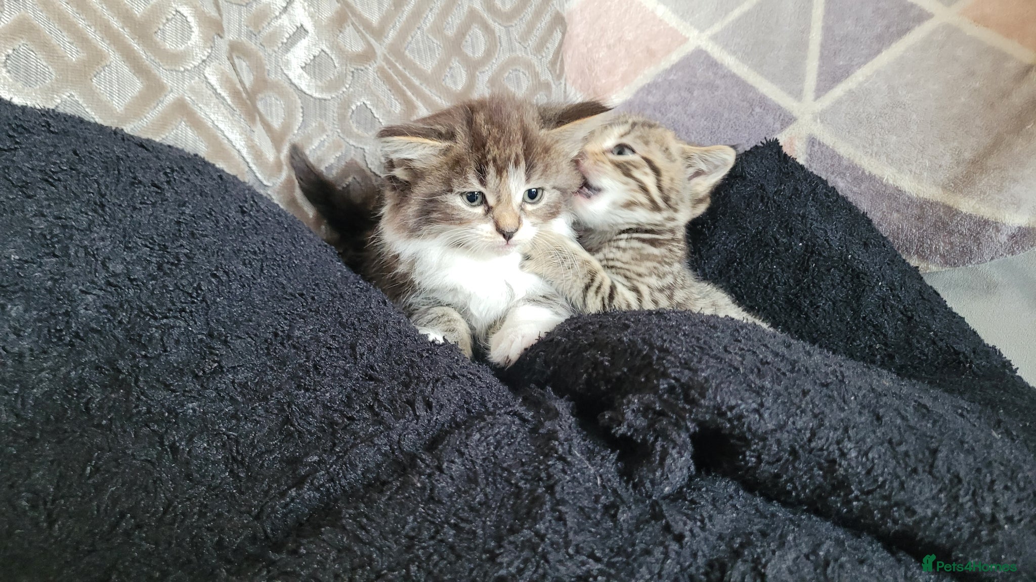Mixed Breed cats 2 girls left *litter of 5* available May - Advert 15