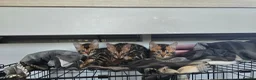 Bengal cats for sale: Pure bengal kittens  - Advert 17