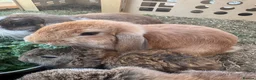 Mini Lop rabbits for sale: Female Mini Lop - Advert 2