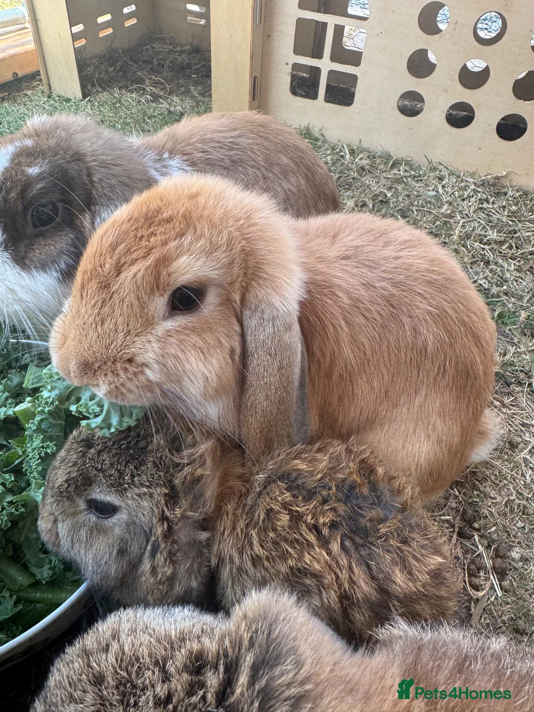 Mini Lop rabbits for sale: Female Mini Lop - Advert 2