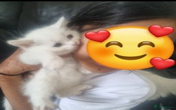 Mixed Breed cats for sale: Beautiful Littter of 4 kittens - Image 9