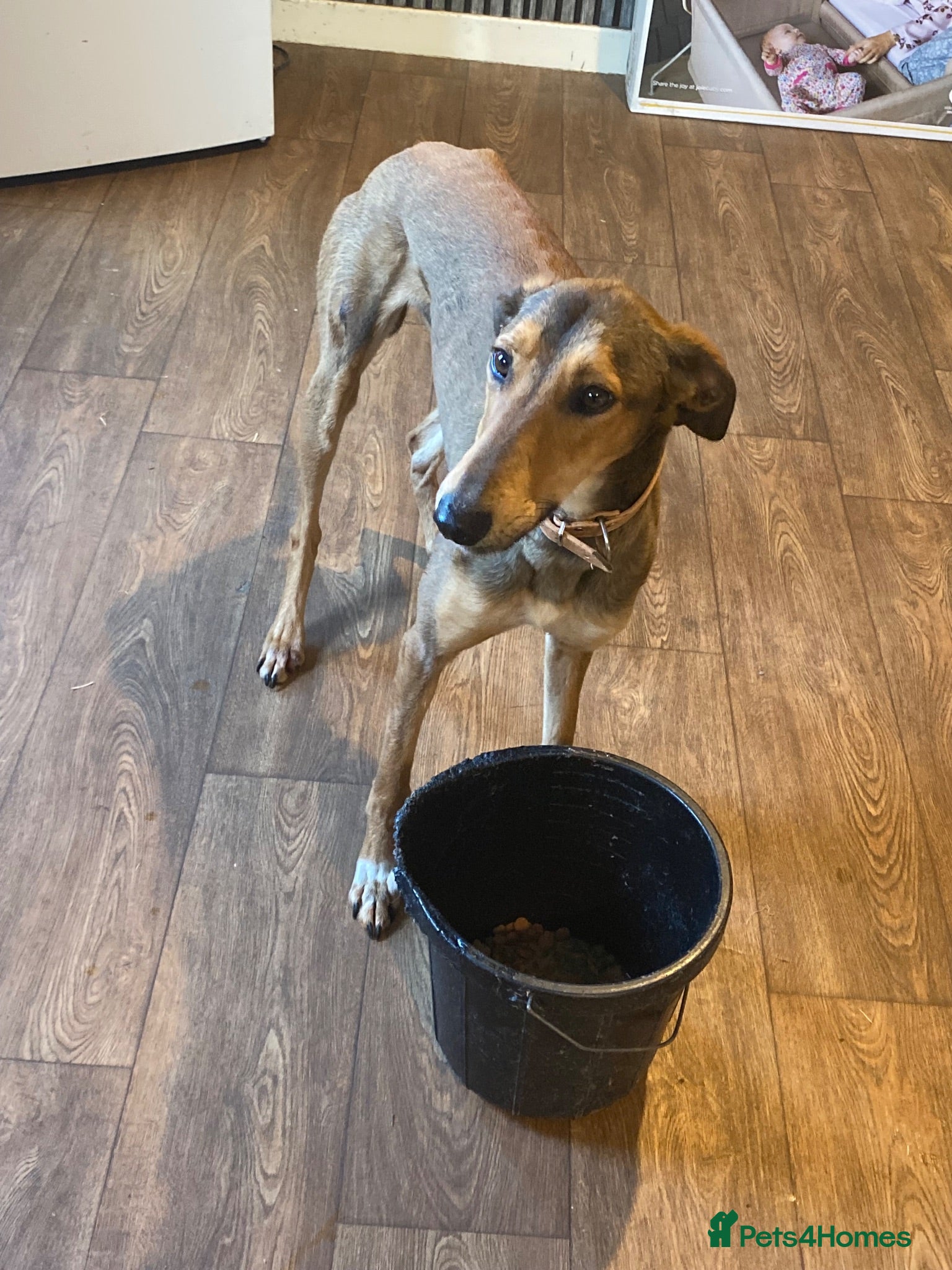 Lurcher dogs Lurcher puppies  - Advert 10