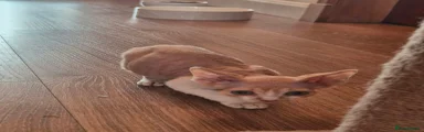 Devon Rex 2