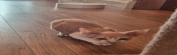 Devon Rex cats for sale: Devon Rex Kittens - Advert 2