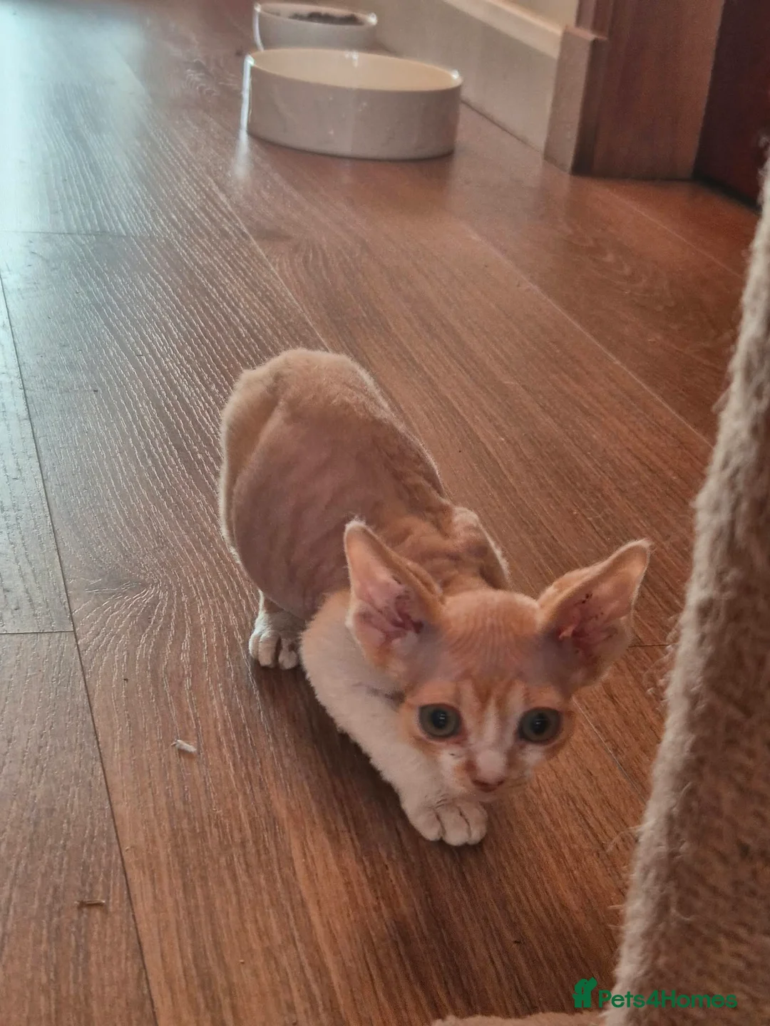 Devon Rex cats for sale: Devon Rex Kittens - Advert 2