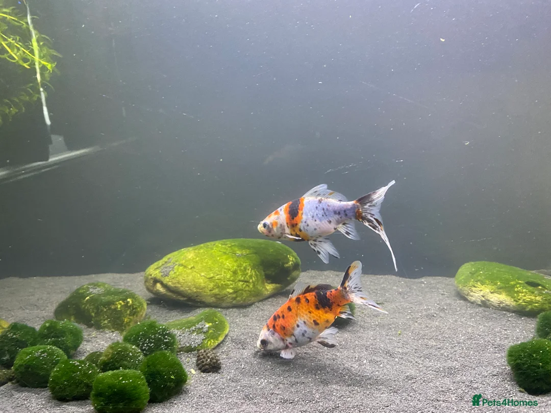 Goldfish fish for sale: Shubunkin goldfish 16cm - Advert 3