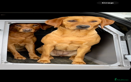 Labrador Retriever dogs for sale: KC Fox Red Labrador puppies  - Image 4