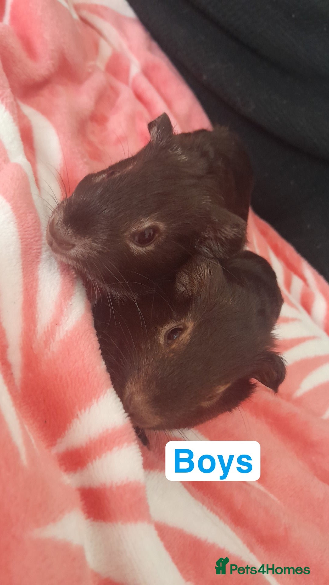 Guinea Pig rodents for sale: 5 weeks old gunipigs  - Image 2