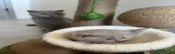 Scottish Fold cats for sale: Stunning Scottish fold/straight kittens😻 - Advert 8