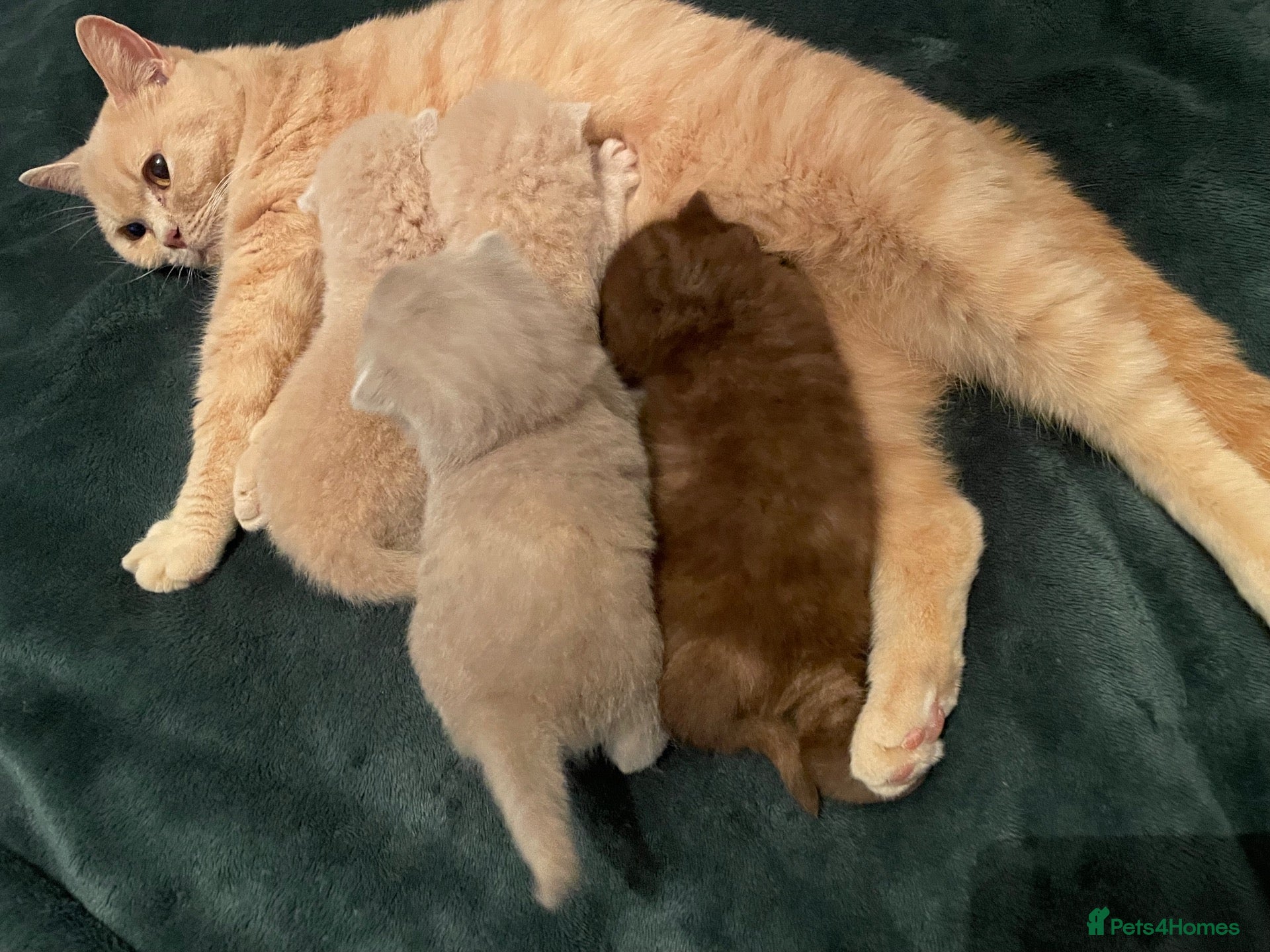 British Shorthair cats for sale: Beautiful Quality Chunky BSH Kittens  - Advert 2