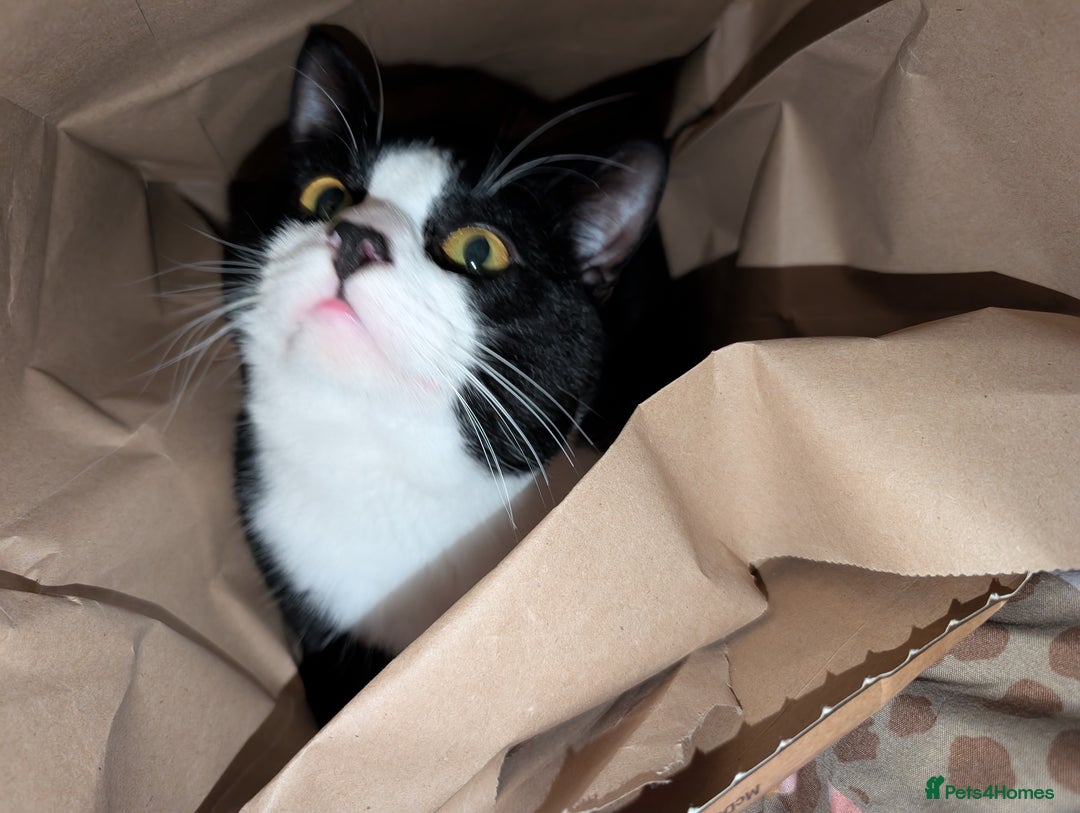 Mixed Breed cats for sale: Very loved 2 year old cat for urgent rehome - Image 5