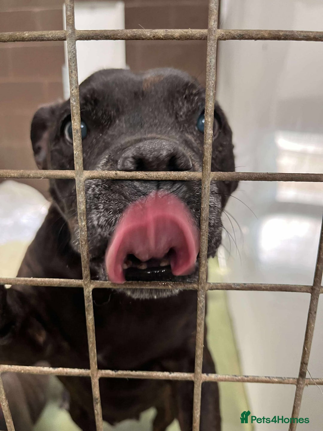 Staffordshire Bull Terrier dogs for adoption: BIMBO – Loves everyone, wants someone to love her! - Image 4