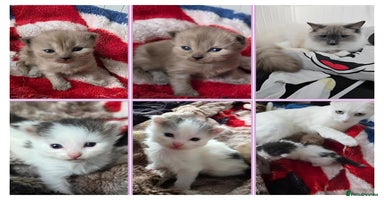 Mixed Breed cats Ragdoll x domestic cat 😻😽1 Boy available  - Advert 9