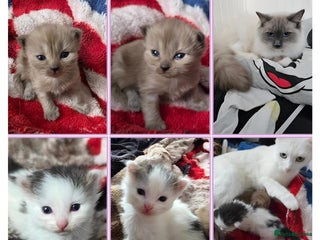 Mixed Breed cats for sale - Advert 1