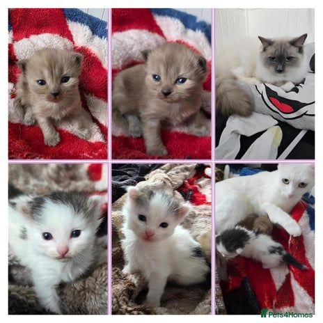 Mixed Breed cats - Advert 1