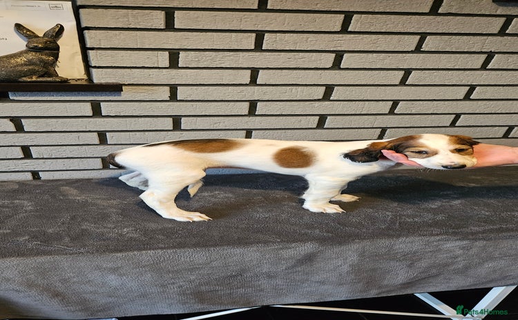 Saluki dogs - Advert 2