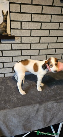 Saluki dogs - Advert 2