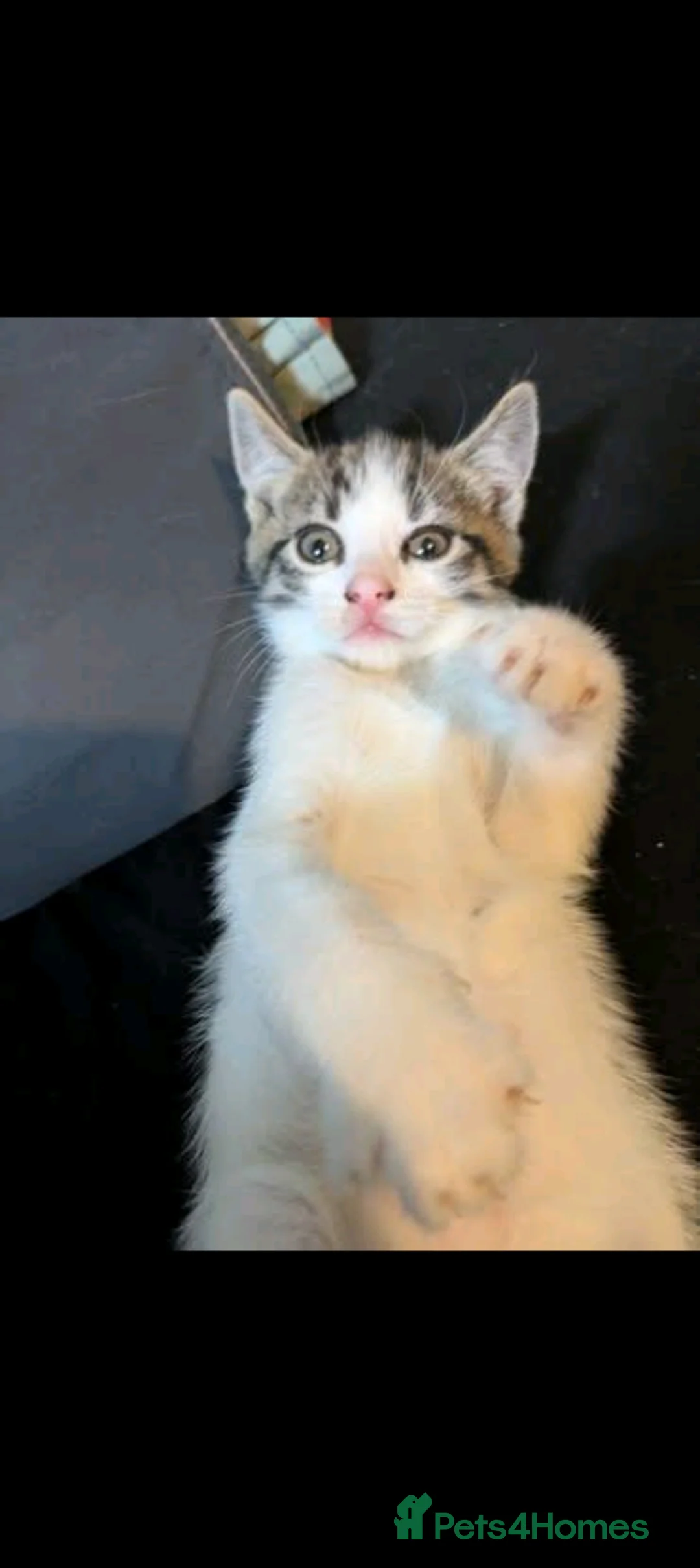 Maine Coon cats for sale: Little Boy in Luton - Advert 2