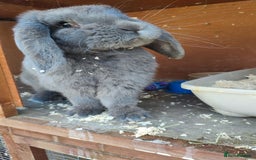 French Lop rabbits for sale: Lovely friendly girl - Image 3