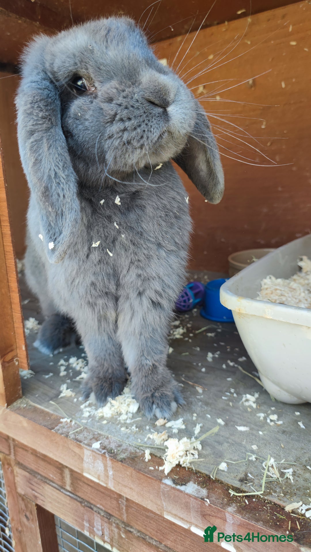 French Lop rabbits for sale: Lovely friendly girl - Image 3