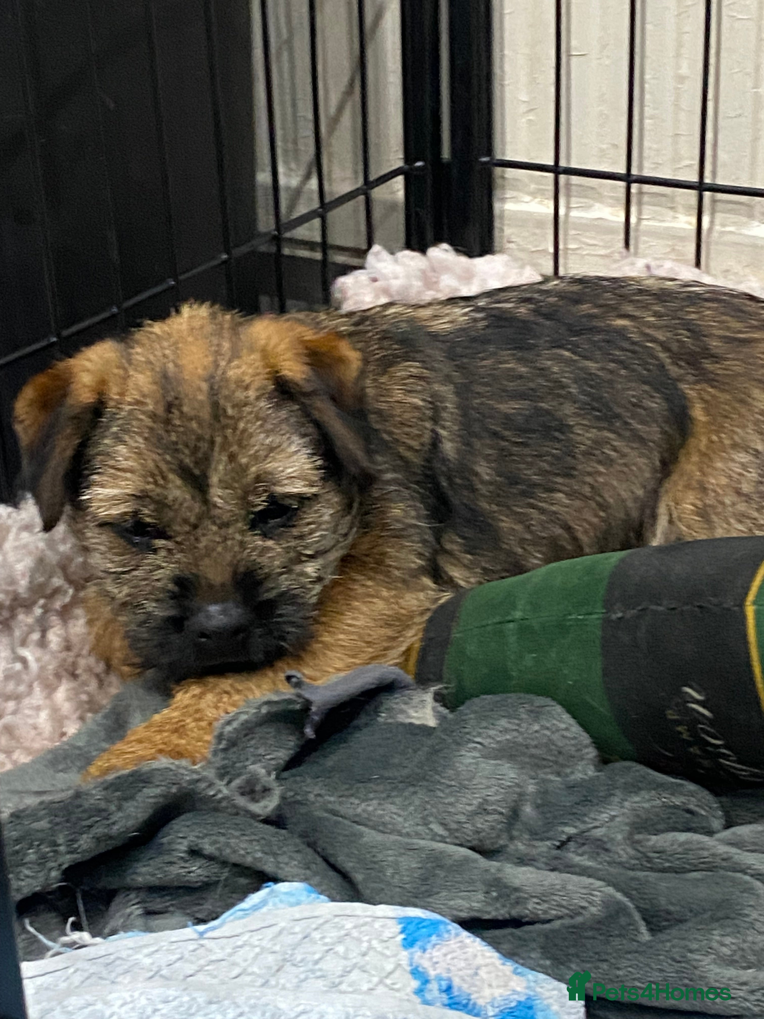 Border Terrier dogs Border Terrier Puppy Bitch - Advert 3