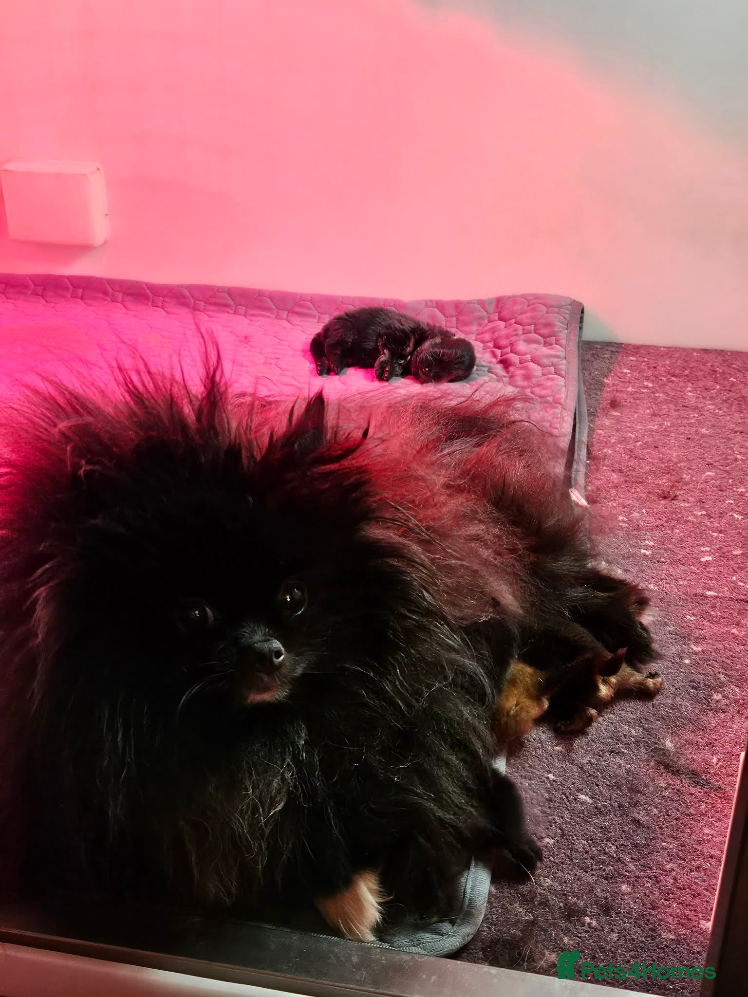 Pomeranian dogs Stunning litter Pomeranian puppies.  - Advert 2