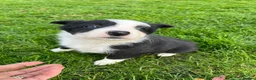 Border Collie dogs for sale: Border collie puppy’s  - Advert 3