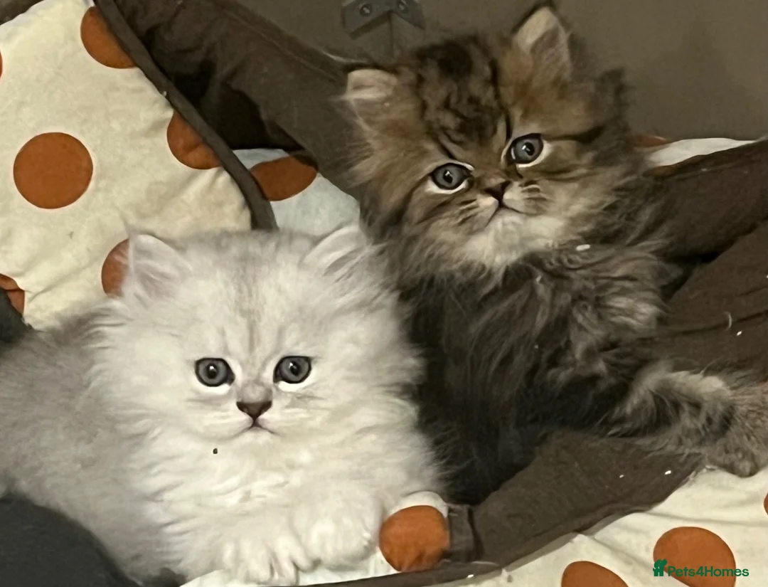 Persian cats for sale: Gccf registered Persians  - Advert 2
