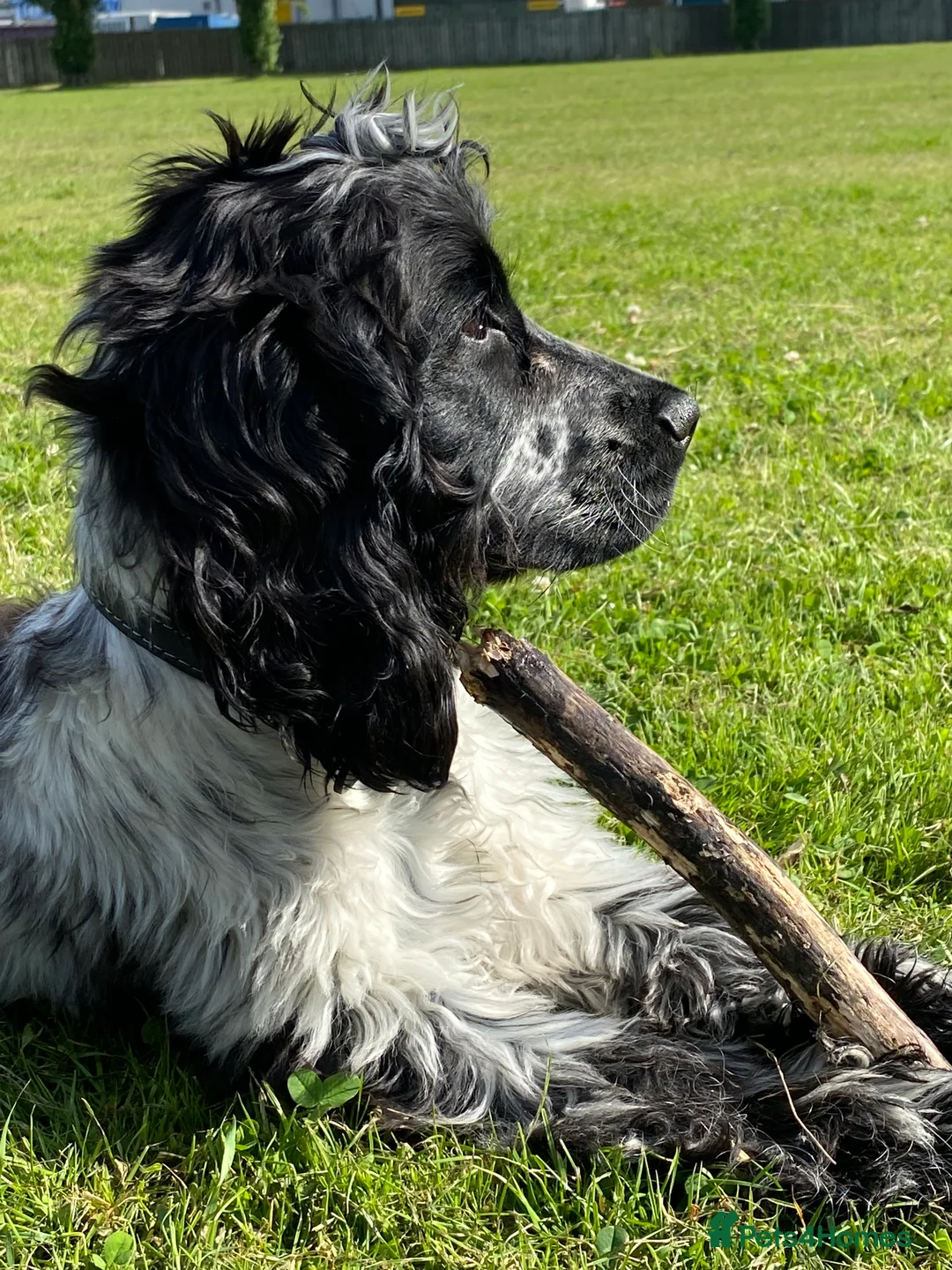 Cocker Spaniel dogs for stud: English cocker spaniel blue roan with pedigree and in Borehamwood - Advert 2