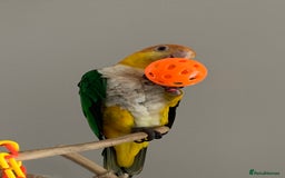 Parrots birds for sale: Caique  - Image 4