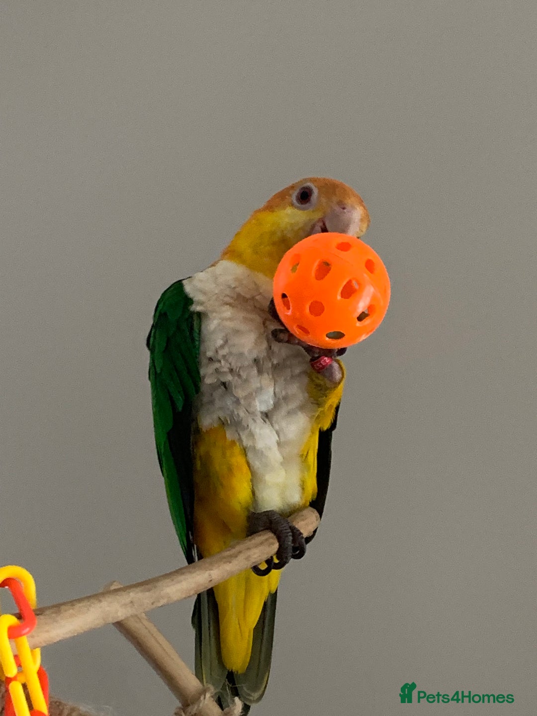 Parrots birds for sale: Caique  - Image 4