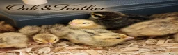 Quail poultry for sale: Coturnix Quail Hatching Eggs | Excellent Fertility - Advert 2