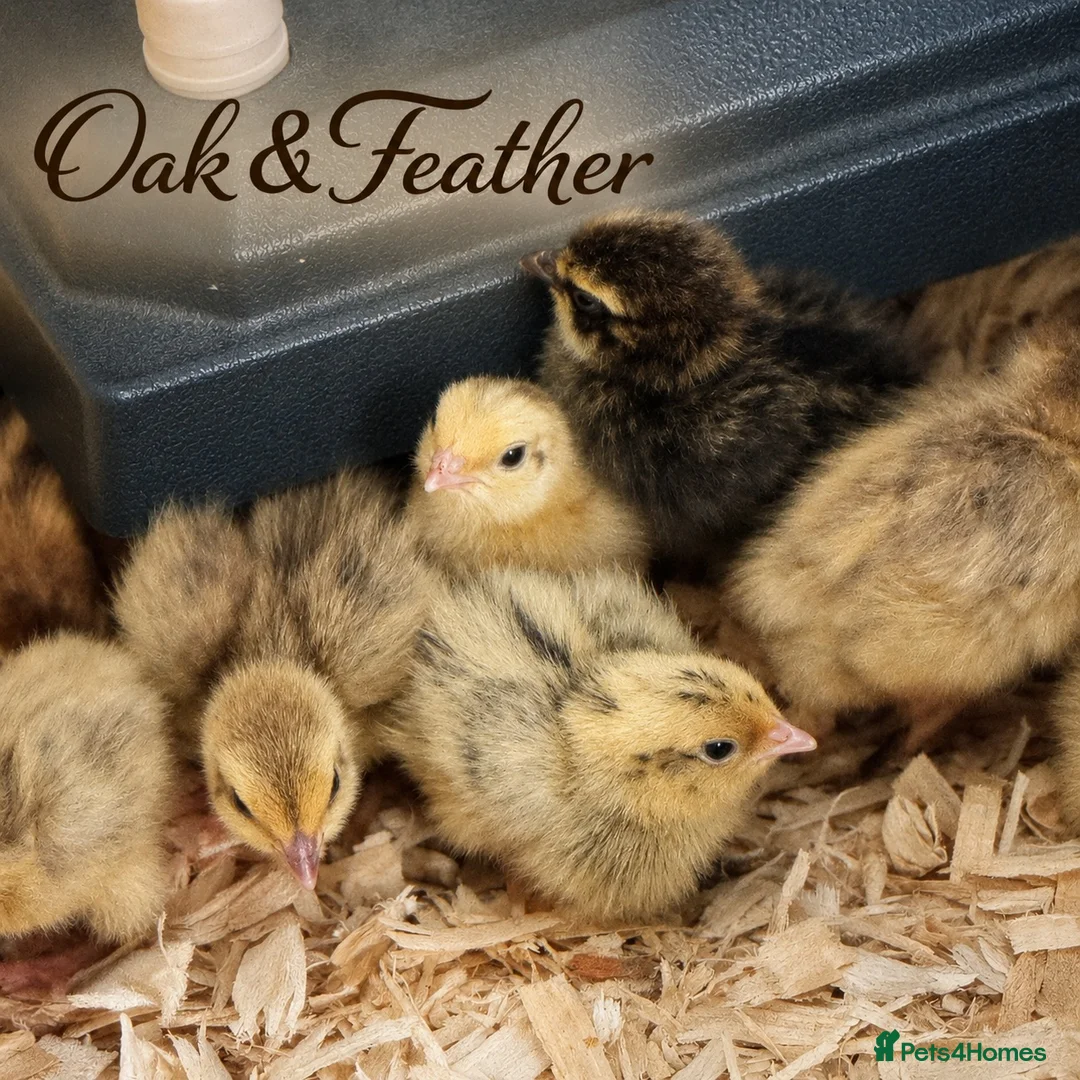 Quail poultry for sale: Coturnix Quail Hatching Eggs | Excellent Fertility - Advert 2