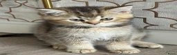 British Shorthair cats for sale: Only 3 gorgeaus e kitty are left  - Advert 5
