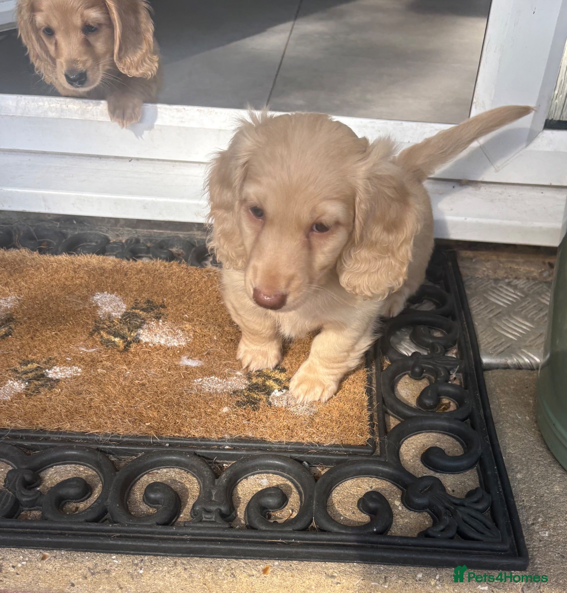 Miniature Dachshund dogs Pure cream mini long haired dachshund pups - Advert 2